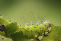 Caterpillar of Giant peacock moth Saturnia pyri Royalty Free Stock Photo