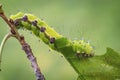 Caterpillar of Giant peacock moth Saturnia pyri Royalty Free Stock Photo