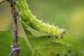 Caterpillar of Giant peacock moth Saturnia pyri Royalty Free Stock Photo