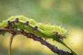 Caterpillar of Giant peacock moth Saturnia pyri Royalty Free Stock Photo