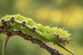 Caterpillar of Giant peacock moth Saturnia pyri Royalty Free Stock Photo