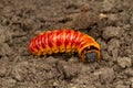 Caterpillar of Goat moth