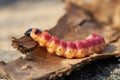 Caterpillar of a goat moth Cossus Cossus Royalty Free Stock Photo