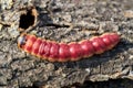 Caterpillar of a goat moth Cossus Cossus