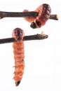 Caterpillar, Goat Moth Cossus cossus on a white background