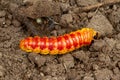 Caterpillar of Goat moth