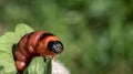 Caterpillar of an goat moth among the leaves of a tree. Royalty Free Stock Photo