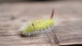 A caterpillar goes on a piece of wood.