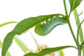 Caterpillar on a grape leaf