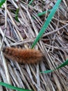 Caterpillar in grass Royalty Free Stock Photo