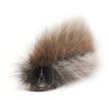 Caterpillar of Grass Eggar, is a moth, Lasiocampa trifolii