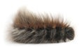 Caterpillar of Grass Eggar, is a moth, Lasiocampa trifolii