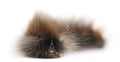 Caterpillar of Grass Eggar, is a moth, Lasiocampa trifolii