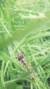 A caterpillar on the grass in the garden