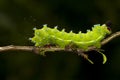 Caterpillar of Great Peacock Moth Saturnia pyri Royalty Free Stock Photo