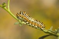 Caterpillar on green background