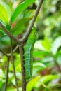 Caterpillar on green bush at park Royalty Free Stock Photo