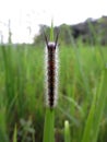 Caterpillar on the leaf Royalty Free Stock Photo