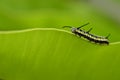 Caterpillar on green fern leaf