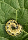 Caterpillar on a green leaf Royalty Free Stock Photo