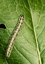 Caterpillar on a green leaf Royalty Free Stock Photo