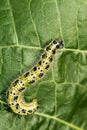 Caterpillar on a green leaf Royalty Free Stock Photo