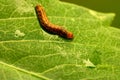 Caterpillar Crawl on Dahlia Leaf 02