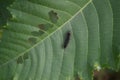 the caterpillar is on the green leaf as well as its food Royalty Free Stock Photo