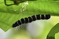 Caterpiller