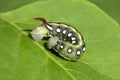 Green Hawk moth caterpillar Royalty Free Stock Photo