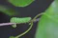 The caterpillar on the green leaf