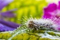 Caterpillar on green leaf close up macro Royalty Free Stock Photo