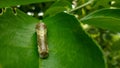 Caterpillar on the green leaf.closeup of caterpillar. Royalty Free Stock Photo