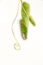 Caterpillar On Green Leaf In Garden