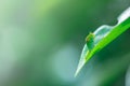 Caterpillar on green leaf Royalty Free Stock Photo