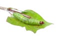 caterpillar on a green leaf isolated on white Royalty Free Stock Photo