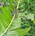 Caterpillar green leaf Royalty Free Stock Photo