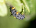 Caterpillar on the green leaf in the park Royalty Free Stock Photo