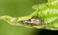 Caterpillar on the green leaf in the park Royalty Free Stock Photo