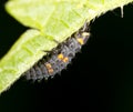 Caterpillar on the green leaf in the park Royalty Free Stock Photo