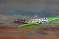 Caterpillar with green leaf on wooden table. Royalty Free Stock Photo