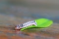 Caterpillar with green leaf on wooden table. Royalty Free Stock Photo