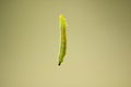 Caterpillar on green background Royalty Free Stock Photo