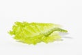 Caterpillar on a green salad leaf Royalty Free Stock Photo