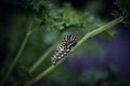 Caterpillar on a green stem