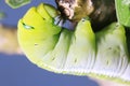 Caterpillar, green worm is eating leaf Royalty Free Stock Photo