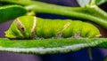 Caterpillar, green worm eating the leaves. Royalty Free Stock Photo