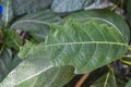 a caterpillar groped leaves, Indonesia, 4 June 2023