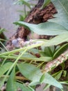 Caterpillar/grub on green tree