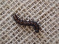 Caterpillar of gulf fritillary on jute background